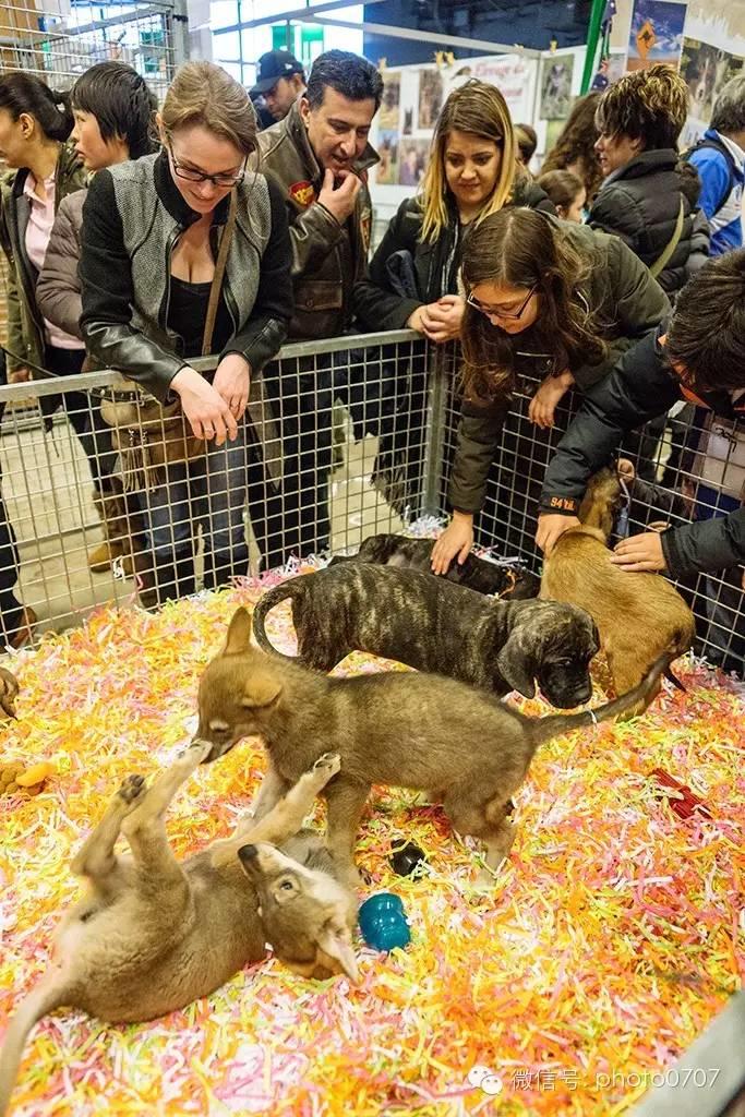 PARIS ANIMAL SHOW