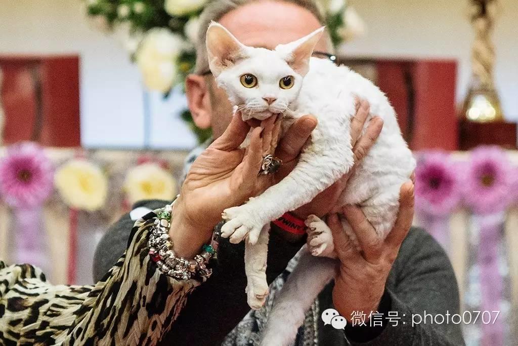 PARIS ANIMAL SHOW