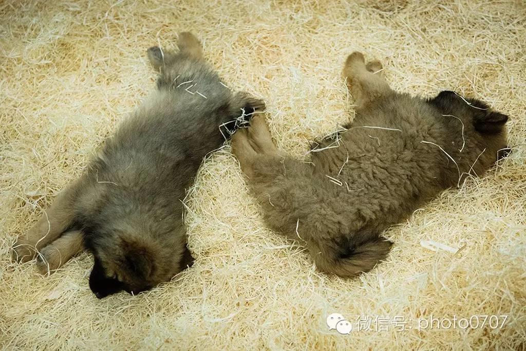 PARIS ANIMAL SHOW