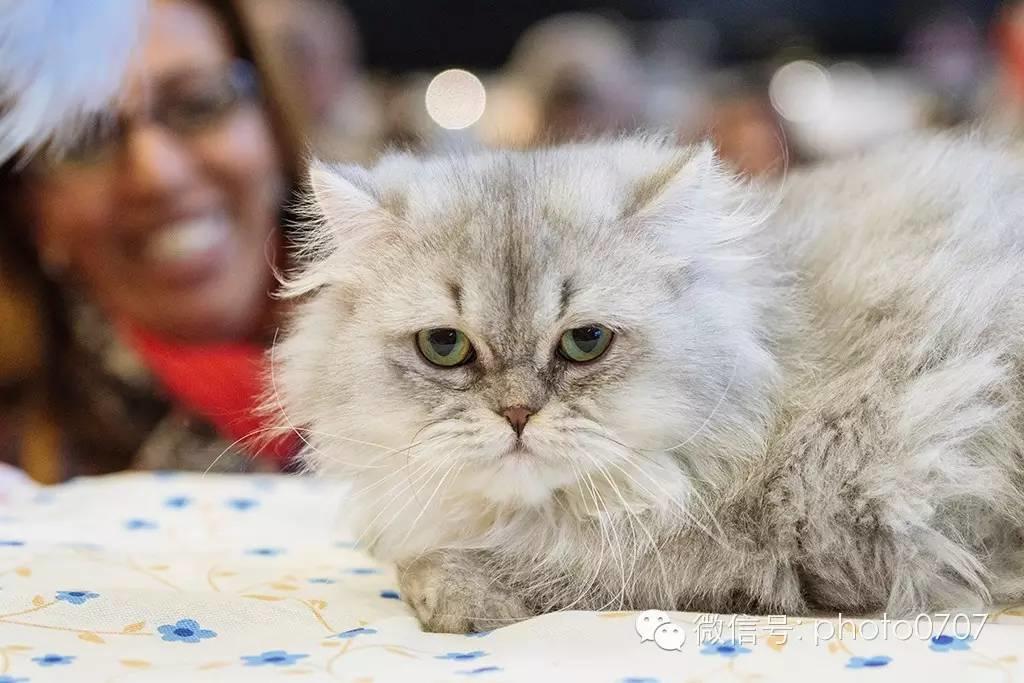 PARIS ANIMAL SHOW