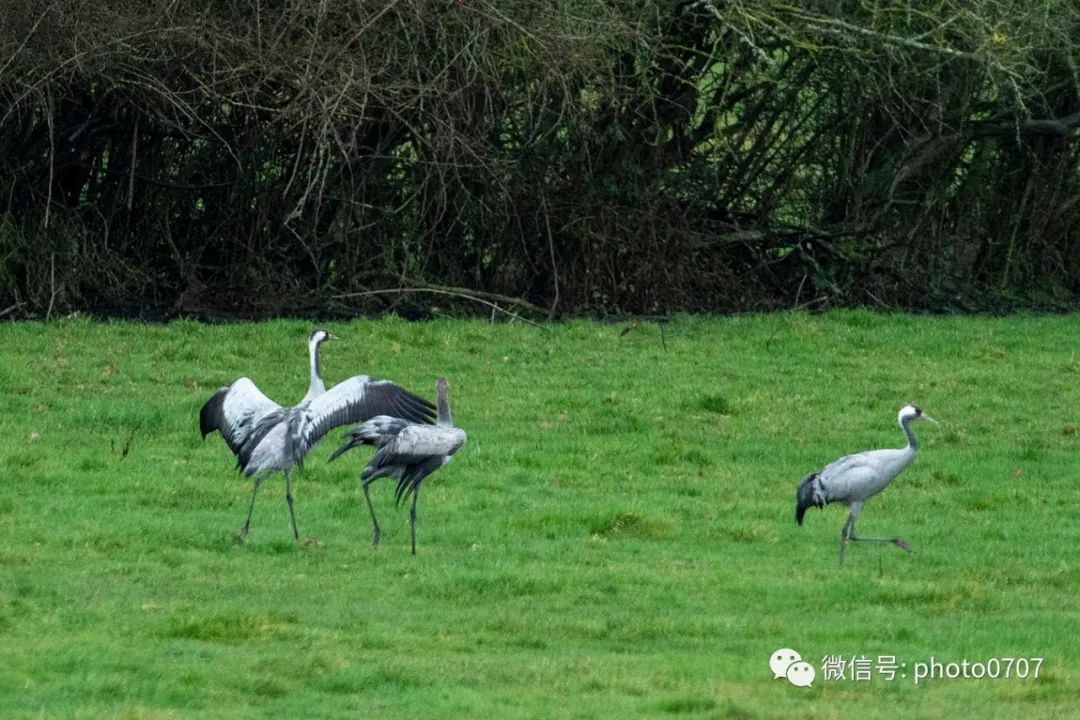 Lac du Der 保护区 寻鹤之旅