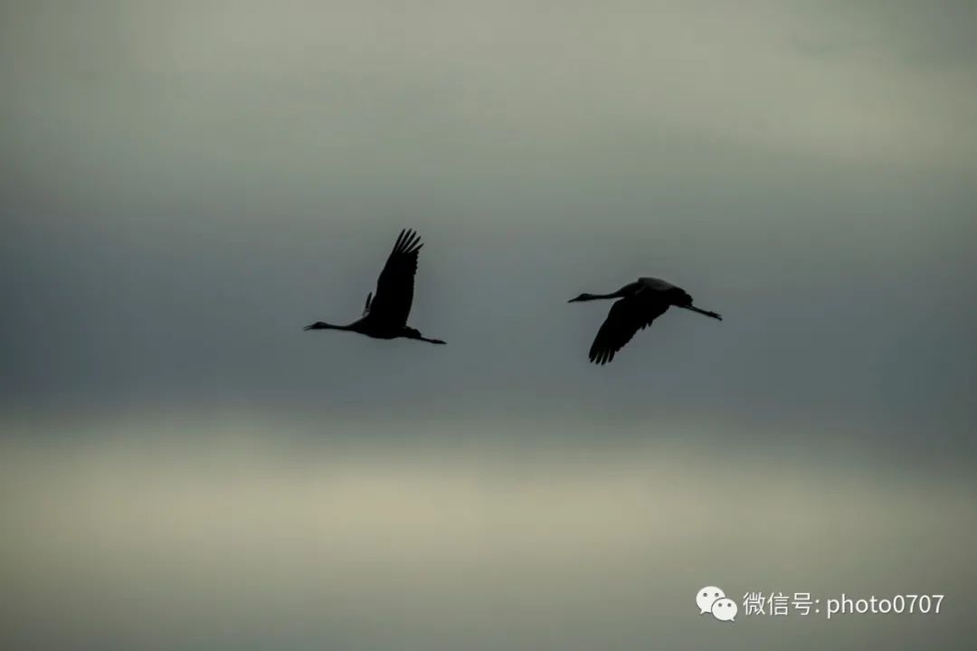 Lac du Der 保护区 寻鹤之旅