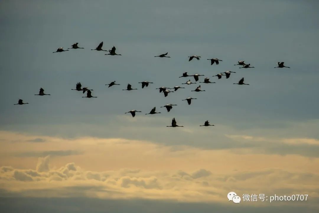 Lac du Der 保护区 寻鹤之旅